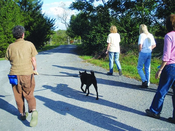 Improve Your Dog’s Aggressive Behavior with Constructional Aggression Treatment (CAT)