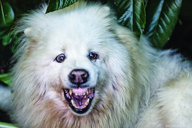 Improve Your Dog’s Aggressive Behavior with Constructional Aggression Treatment (CAT)