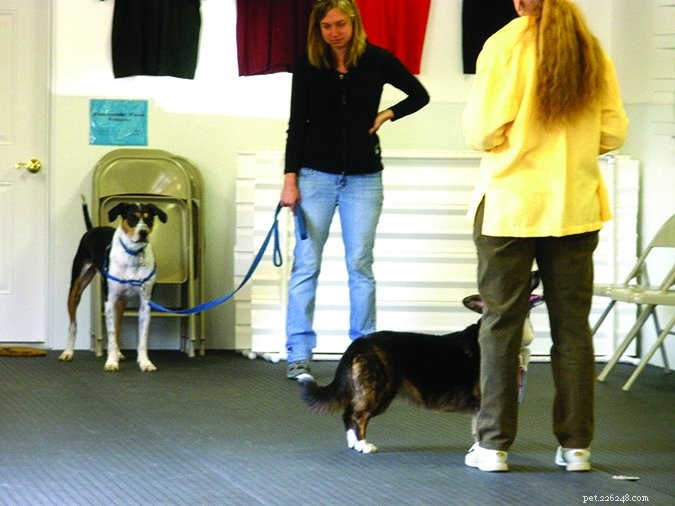 Improve Your Dog’s Aggressive Behavior with Constructional Aggression Treatment (CAT)