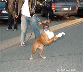 Stop Your Dog From Jumping on People: A Proven Training Guide