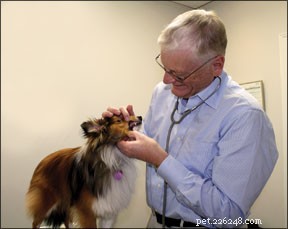 Holistic Stress Management for Dogs: A Proven Approach for Health and Happiness