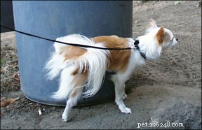 5 Proven Techniques to Prevent Indoor Urine-Marking in Dogs