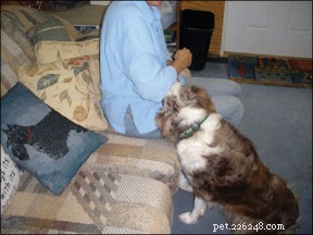 Understanding and Managing Demand Behaviors in Dogs