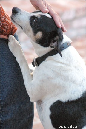 Understanding and Managing Demand Behaviors in Dogs