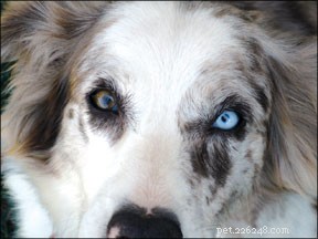 Understanding and Managing Demand Behaviors in Dogs