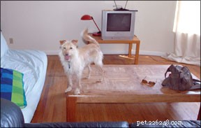 Understanding and Managing Demand Behaviors in Dogs