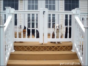 Preventing Door Darting: 5 Expert Tips to Keep Your Dog Safe