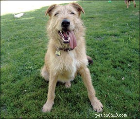 Uncover Your Mixed‑Breed Dog’s Genetic Lineage with Reliable DNA Testing