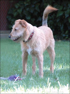 Uncover Your Mixed‑Breed Dog’s Genetic Lineage with Reliable DNA Testing