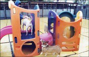 Is Doggie Daycare Right for Your Pet? Key Factors to Consider