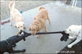 Is Doggie Daycare Right for Your Pet? Key Factors to Consider