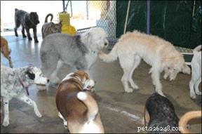 Is Doggie Daycare Right for Your Pet? Key Factors to Consider