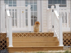 Helping Your Dog Overcome Stair Anxiety – Safe, Proven Tips