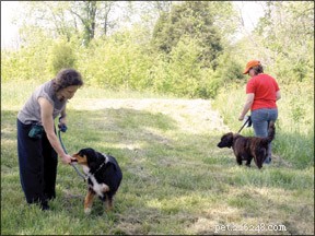 Decoding Dog Aggression: A Trusted Guide for Owners
