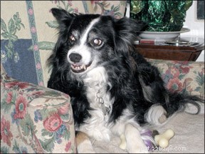 Decoding Dog Aggression: A Trusted Guide for Owners