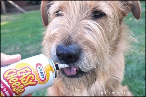 Stop Your Dog s Hard-Mouth: Why They Bite During Treats & How to Fix It