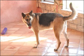 Managing Obsessive-Compulsive Disorder in Dogs: Expert Strategies & Prevention
