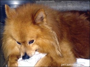 Managing Obsessive-Compulsive Disorder in Dogs: Expert Strategies & Prevention