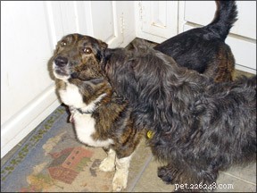 Managing Obsessive-Compulsive Disorder in Dogs: Expert Strategies & Prevention