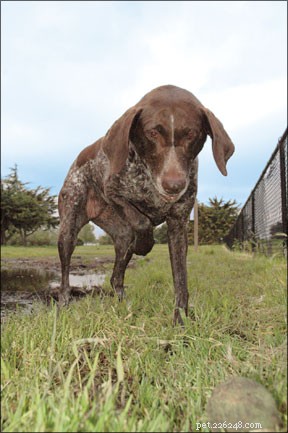What Drives Highly Predatory Dogs: Causes, Risks, and Management