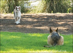 What Drives Highly Predatory Dogs: Causes, Risks, and Management