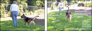 What Drives Highly Predatory Dogs: Causes, Risks, and Management