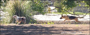 What Drives Highly Predatory Dogs: Causes, Risks, and Management