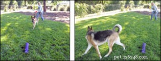 What Drives Highly Predatory Dogs: Causes, Risks, and Management