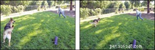 What Drives Highly Predatory Dogs: Causes, Risks, and Management