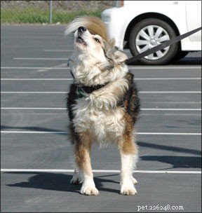 Managing Dog-Reactive Behaviors: Five Proven Strategies