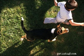Preventing Dog Chasing Behavior Around Kids: A Step‑by‑Step Guide
