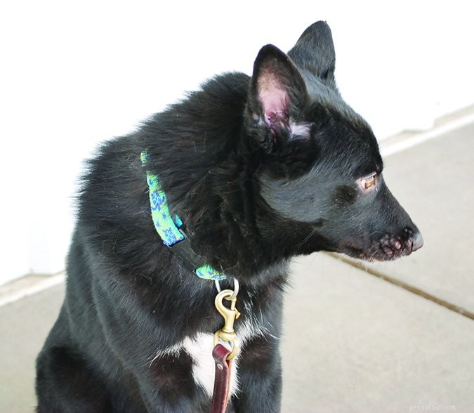 Understanding Dog Stress Signals: A Comprehensive Guide