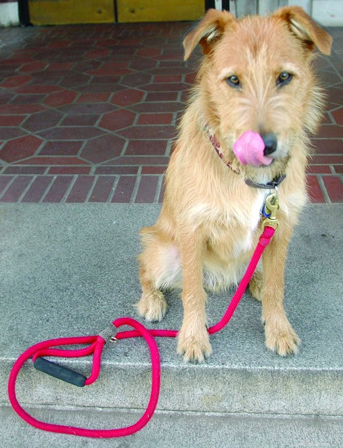 Understanding Dog Stress Signals: A Comprehensive Guide
