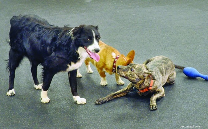 Understanding Dog Stress Signals: A Comprehensive Guide