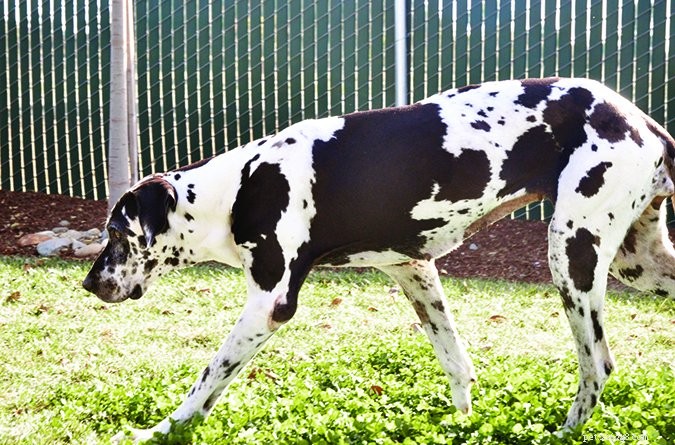 Understanding Dog Stress Signals: A Comprehensive Guide