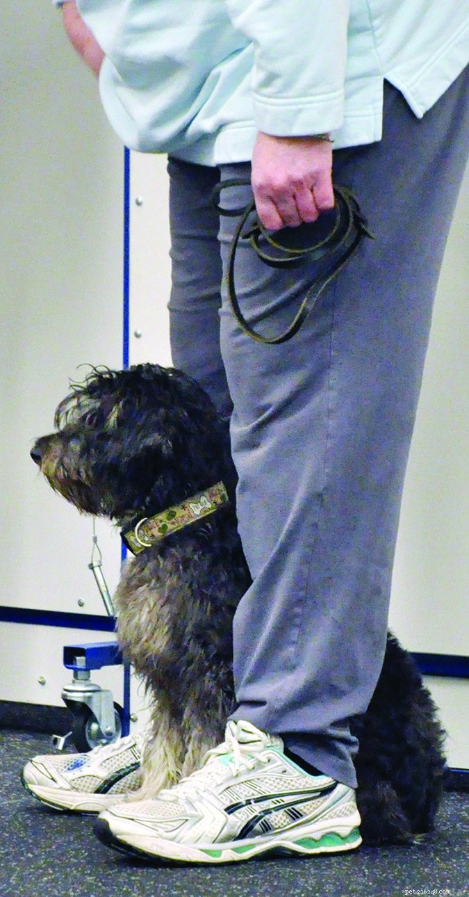 Understanding Dog Stress Signals: A Comprehensive Guide