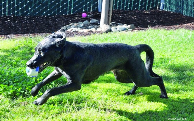 Understanding Dog Stress Signals: A Comprehensive Guide
