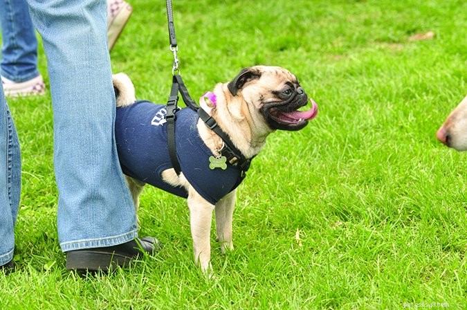 Understanding Dog Stress Signals: A Comprehensive Guide