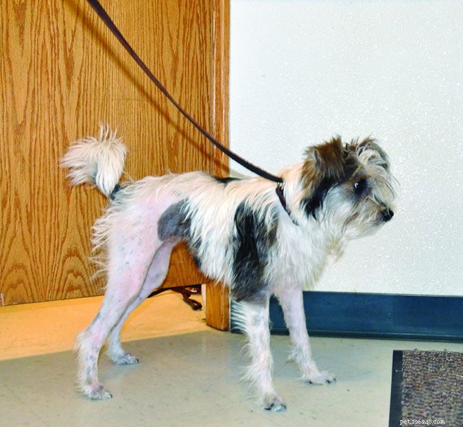 Understanding Dog Stress Signals: A Comprehensive Guide
