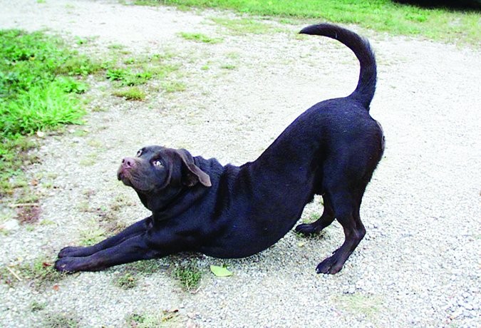 Understanding Dog Stress Signals: A Comprehensive Guide