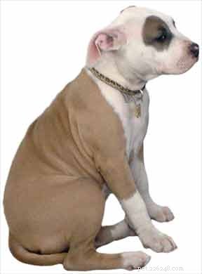 Veterinary Expert’s Guide to Managing Fear-Driven Dog Behavior