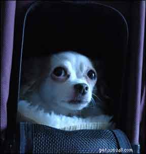 Supporting Your Noise‑Phobic Dog During Loud Events: Proven Strategies