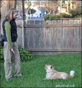Effective Strategies for Achieving a Calm, Confident Dog