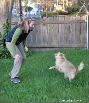 Effective Strategies for Achieving a Calm, Confident Dog