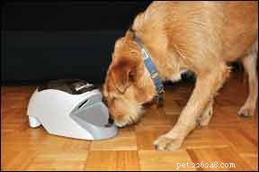 How to Tame a Hyperactive Dog: Training Techniques for a Calm, Balanced Companion