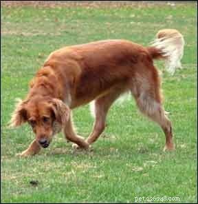 How to Tame a Hyperactive Dog: Training Techniques for a Calm, Balanced Companion