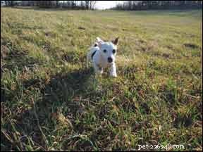 How to Tame a Hyperactive Dog: Training Techniques for a Calm, Balanced Companion