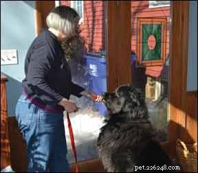 How to Relieve Your Dog s Car Phobia: Expert Tips & Solutions