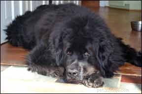 How to Relieve Your Dog s Car Phobia: Expert Tips & Solutions