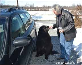 How to Relieve Your Dog s Car Phobia: Expert Tips & Solutions